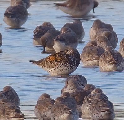 Great Knot 