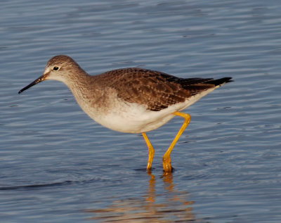 Lesser Yellowlegs 