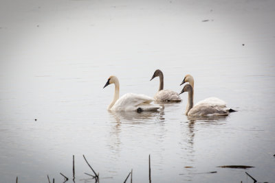 Bird Images