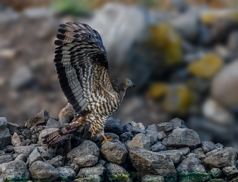 Honey Buzzard