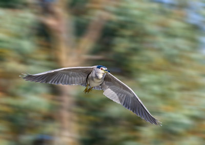 Night heron