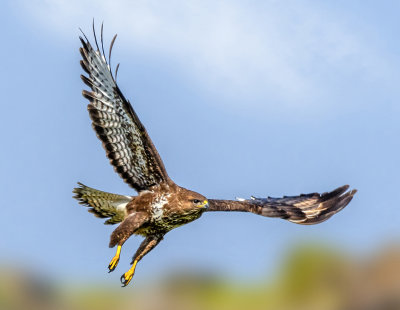 Common Buzzard