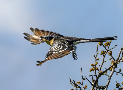 The cuckoos flight