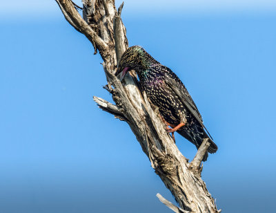 Starling