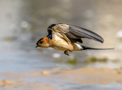 Swallow in flight... how else ?