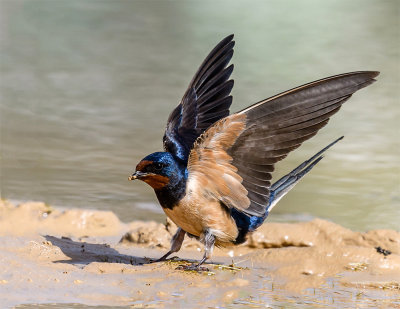 Gathering mud for new nesting