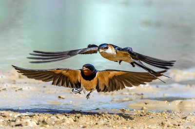  Double swallow