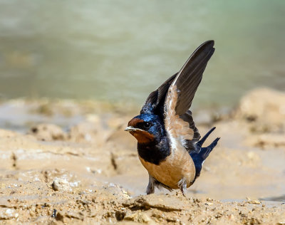 A curious swallow