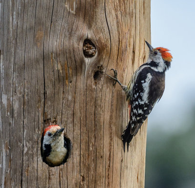 Middle Spotted Woodpecker