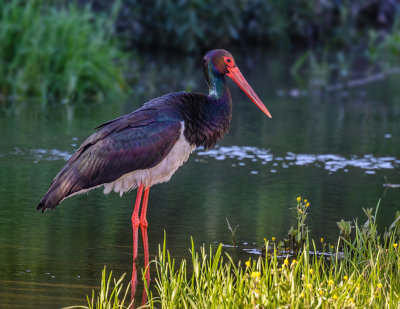 Black stork? Who said black...