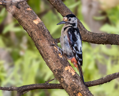 Syrian woodpecker