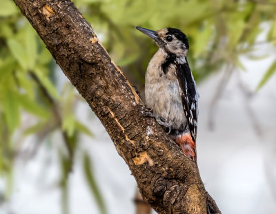 Syrian woodpecker