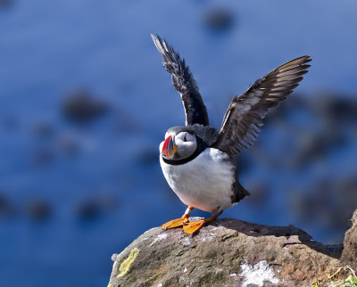 Puffin_northern_fjords
