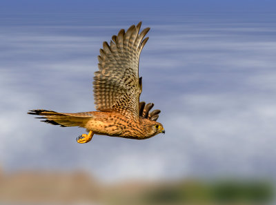 The Common Kestrel - Israel