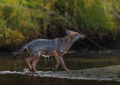 Early morning bathe