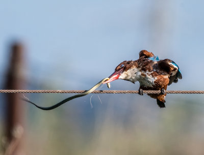 Kingfisher and a snake in a battle for life