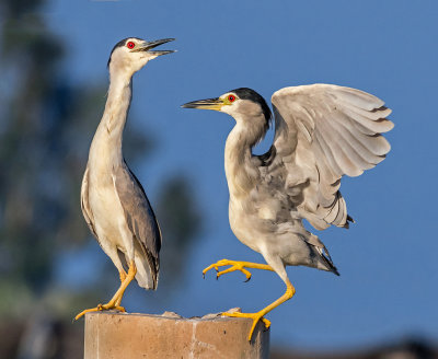 The herons' dance