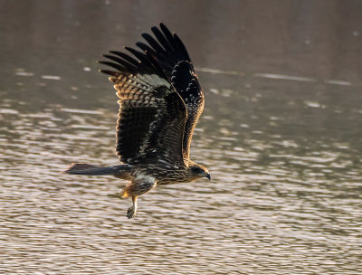 A backliten kite