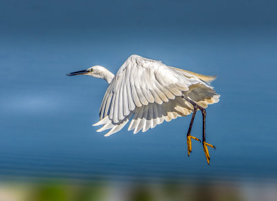 Little egret in great flight...