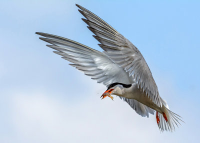 Tern