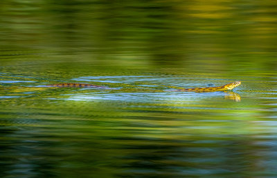 Natrix tessellata