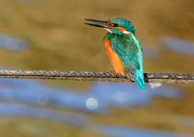 Kingfisher