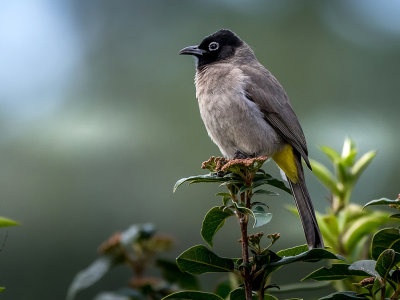 The bulbul