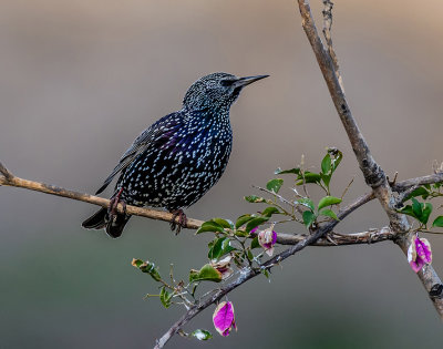 The star cassock of the starling