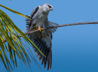 Black shouldered kite