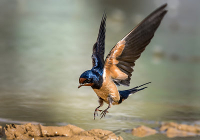 Landing of the swallow