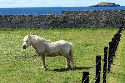 Yep, Shetland Pony