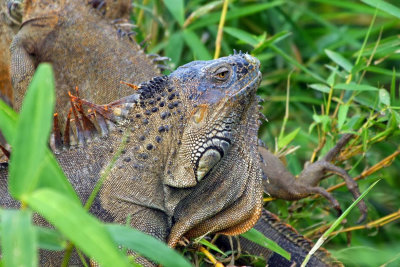 Iguana 