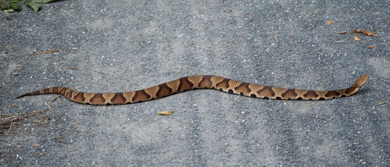 The Northern Copperhead