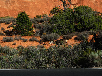 The deer - Arches NP