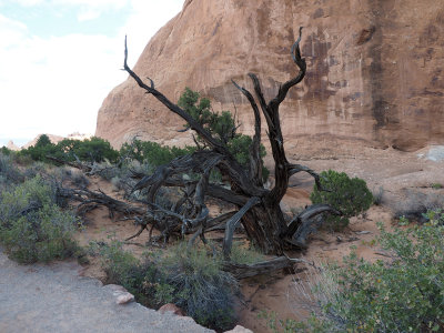 Desert deadwood formation at Arches NP