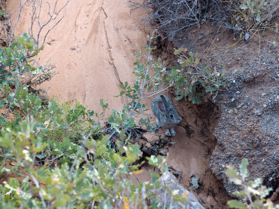 Either a rabbit or a hare, Arches NP