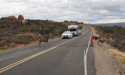 Deer crossing, Arches NP