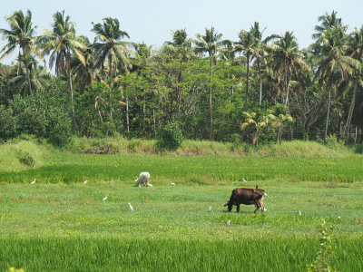 Kerala scenery