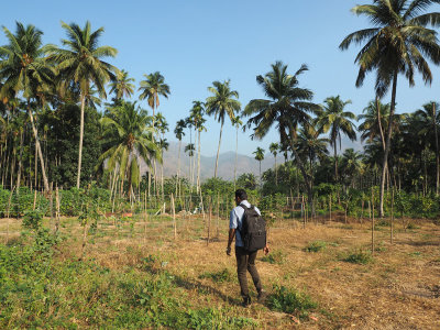 On the farm in Dhoni, Kerala