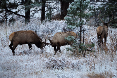Elks locking horns, Rocky Mountain NP