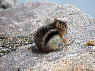 The chipmunk, Rocky Mountain NP