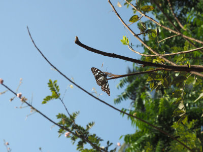 Above me while walking on the road in Dhoni, Kerala