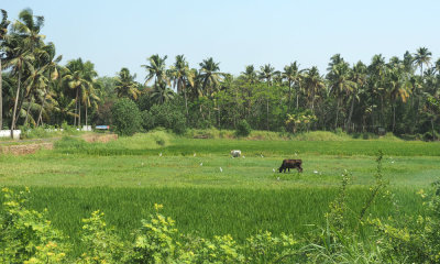 Kerala scenery