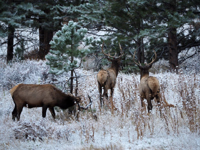 Three elks, Rocky Mountain NP