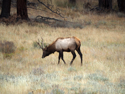 Elk in Rocky Mountain NP