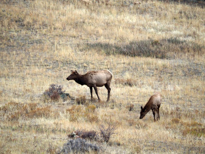 Elks, Rocky Mountain NP