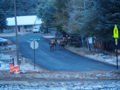 Elk wandering in a neighborhood in Estes Park, CO
