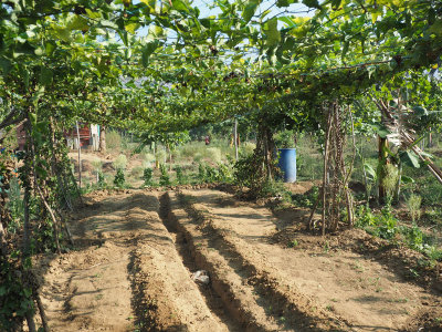 Area on farm in Dhoni being prepared for plants