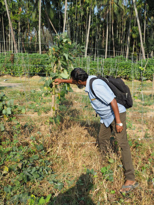 My cousin on the farm in Dhoni, Kerala