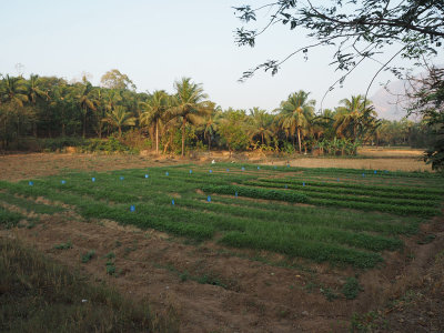 Fields in the morning, Dhoni, Kerala